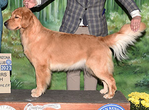 xanadu goldens phoebeanne