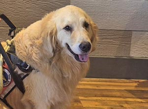 xanadu goldens bellestarr