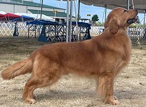 xanadu goldens jaxson