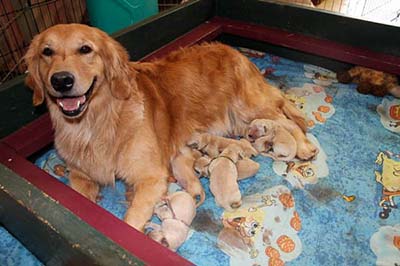 xanadu golden retriever puppies