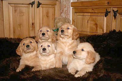 xanadu golden retriever puppies